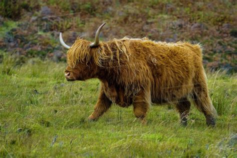 Highland Cattle On Grassy Field Isle Of Skye Scotland Uk Stock