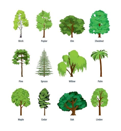 42 Common Types Of Trees With Names Facts And Pictures Trees To