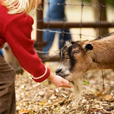 Petting zoo sign farm animals party sign farm birthday sign zoo barnyard birthday farm decor boy red favor sign farm party rico qatar reunion romania russia rwanda saint helena saint kitts and nevis saint lucia saint martin (french part) saint. 84 best images about Farm Petting Zoo Inspiration on ...