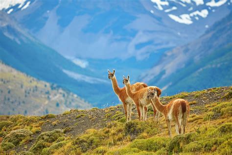 About Torres del Paine National Park | Hurtigruten Expeditions