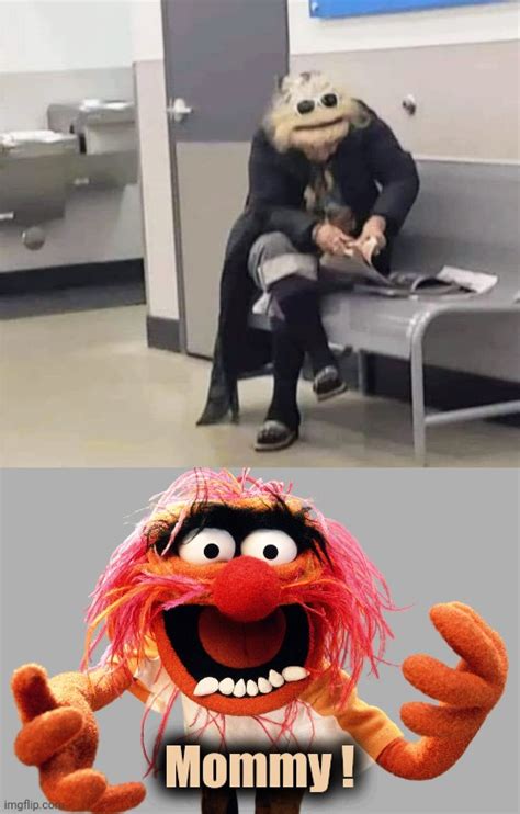 Animal Muppet Meme