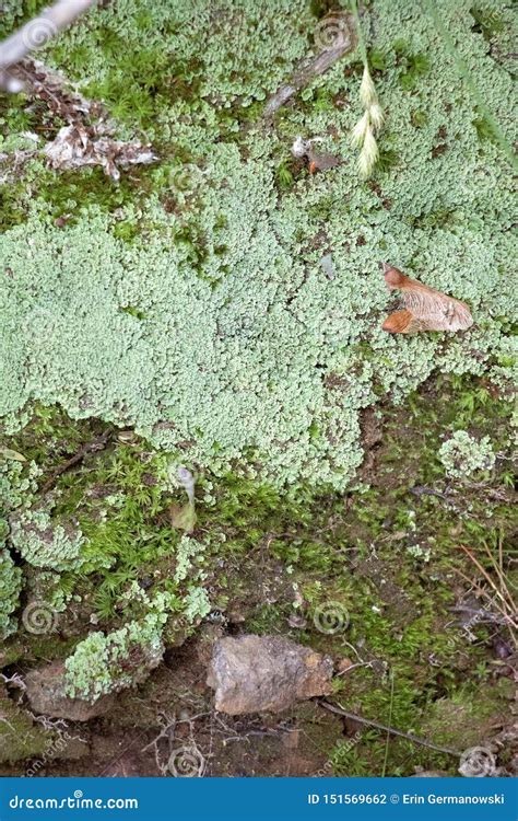 Lichen And Moss Summer Forest Floor Detailed View Stock Photo Image