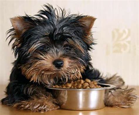 If you love to have small dogs as pet, it is common for you to even have a yorkshire terrier or yorkie. YorkshireTerrierKingdom.com | Getting The Best Yorkie Food ...