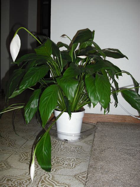 Peace Lily Drooping Whats Up Peace Lily Peace Lily Plant Care