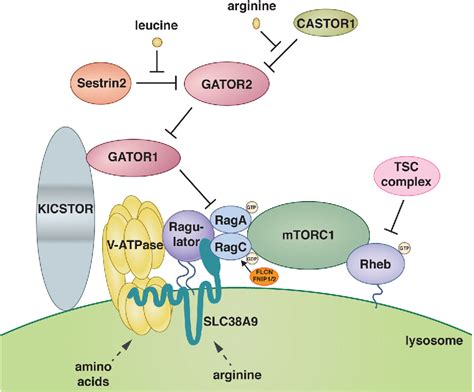 Figure From The Dawn Of The Age Of Amino Acid Sensors For The Mtorc Pathway Semantic Scholar
