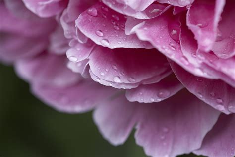 Read more on the 48 flowers compiled below to decide which option suits your needs. Flowers Similar to Peonies | How to transplant peonies ...
