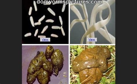 Yes, fleas on dogs are visible parasites. Help how did my puppy get worms | SweetPuppies Amino