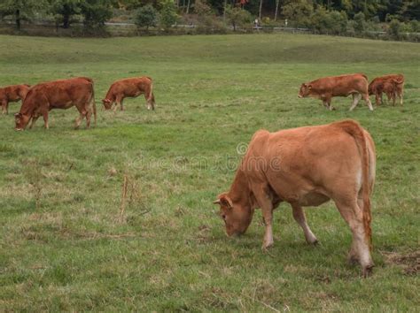 Brown Cows On A Green Meadow Stock Image Image Of Dairy Agricultural