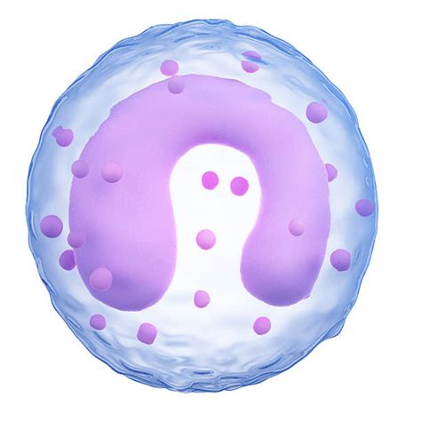 Best Monocytes Stock Photos Pictures And Royalty Free Images Istock