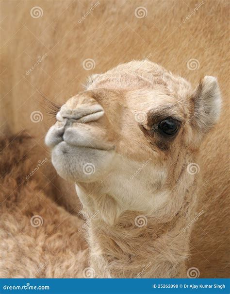 A Beautiful Camel Calf Staring At Lens Stock Photo Image Of Species