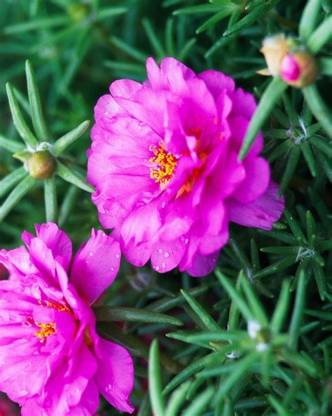 We did not find results for: Moss rose | Beautiful rose flowers, Rose seeds, Portulaca ...