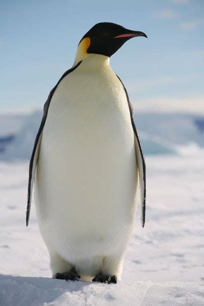 Thai enquirer @thaienquirer we must take sides. 1. Emperor penguin - นกเพนกวิน
