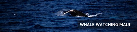 When Is Whale Watching Season On Maui, Hawaii? – When is it best to See