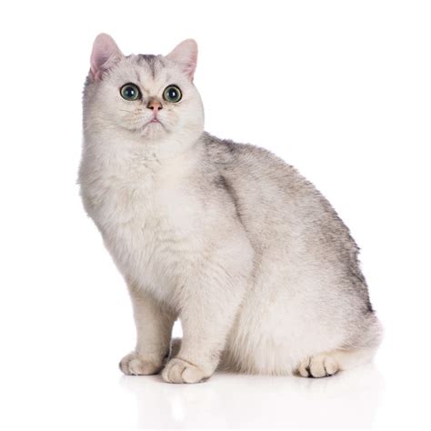British Shorthair Tipped Cats Breed Information Omlet