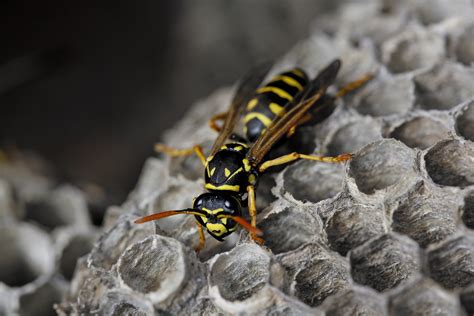 European Hornet Sting Treatment Wasps Treatment Ko Pest Control Brisbane Pest Control