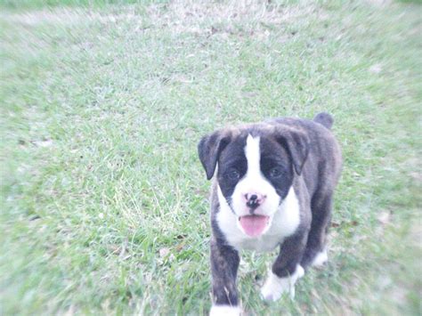 Chunk is a big baby! Boxer Puppies Picture Columbia Sc - Dog Breeders Guide