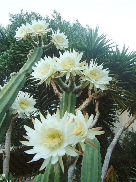 Cactus kate® is a legendary strain that has been highly regarded for decades as the real peruvian trichocereus pachanoi. San Pedro Cactus Looks Alike | ... Aguacolla, Gigantón ...