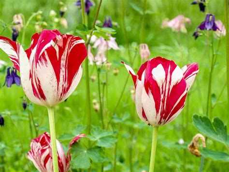 My neighbour went on to explain that pricking a tulip stem, just beneath the head of the tulip, will cause them to stay standing upright, rather than drooping, in the i followed his advice and the tulips in the photo on this page are the proof. 14 Types of Tulips for Your Garden