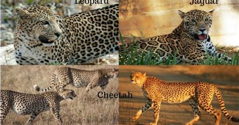How Is A Cheetah Different From Jaguar And Leopard