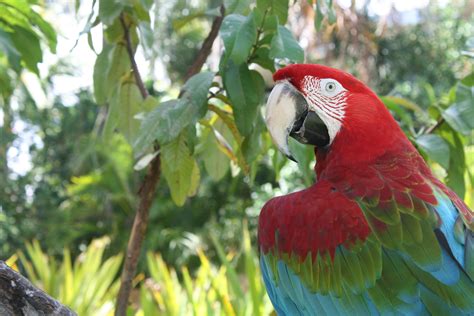 Pin By Sandi Peters On For The Love Of Aruba Aruba Bird Animals