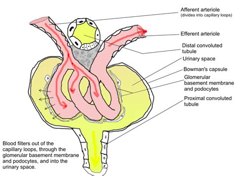 Structure and biosynthesis of basement membranes. Glomerular basement membrane - Wikipedia