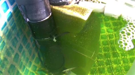 Koi breeding how to breed koi fish successfully 2020. koi eggs started hatching @ 69 degrees f. after 3 days ...