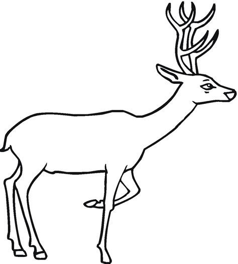 Deer are also known to have interesting appearances which differ from one species to another. Free Printable Deer Coloring Pages For Kids