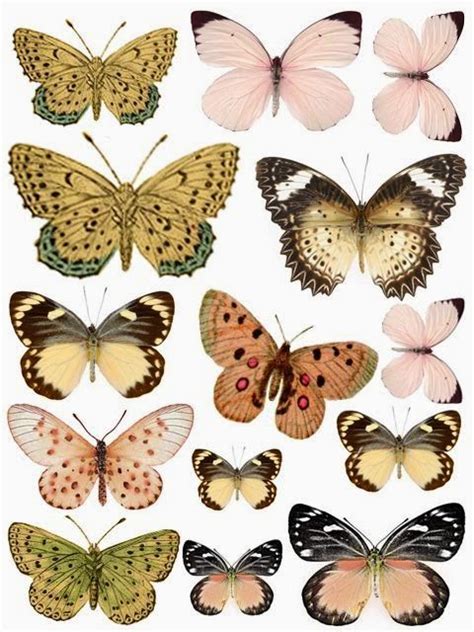 Pin De Heidi Deltoro En Butterfly And Bird Clips Mariposas Para