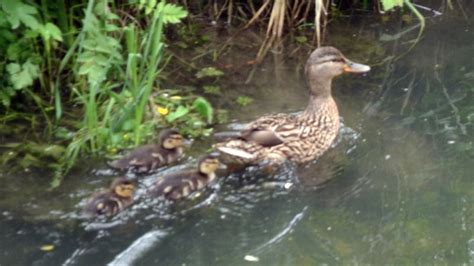 Canard Canne Et Caneton