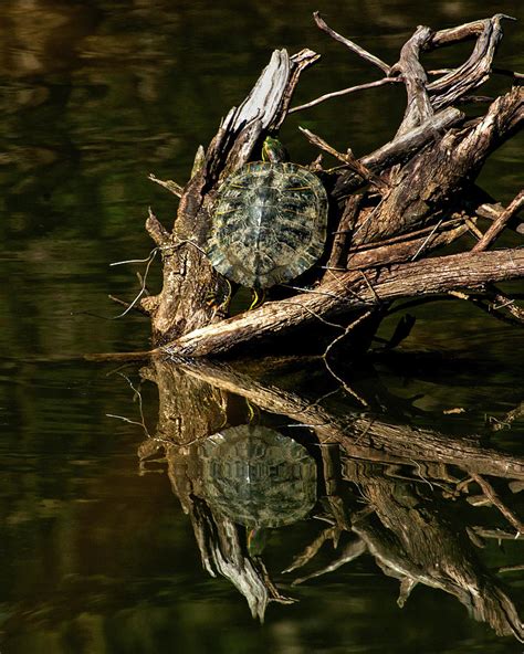 Lone Turtle Photograph By Toby Horton Fine Art America