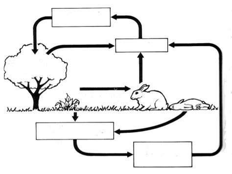 29 Carbon Oxygen Cycle Worksheet - Free Worksheet Spreadsheet