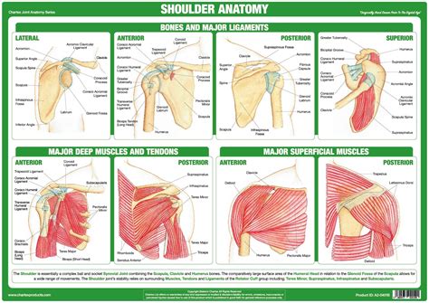 Shoulder Muscles Chart Muscles Of The Shoulder And Back Laminated Images