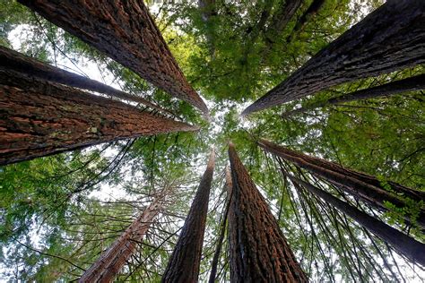 An inch is a unit of length equal to exactly 2.54 centimeters. Genetic probe of redwoods, giant sequoias is key to ...