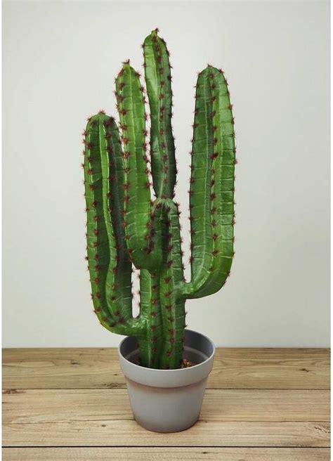 Winter hardy perennial prickly pear cactus opuntia 3 pot. Faux Botanical Cactus Succulent in Pot