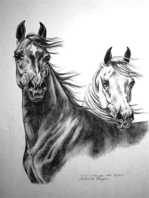 Pin By Emily Williams On Equidae Arabian Horse Art Horse Sketch Horses