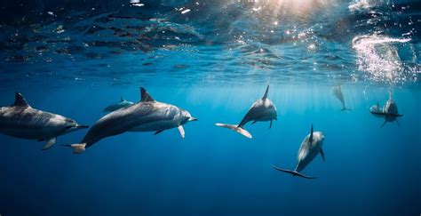 Dolphins Swimming Underwater In Ocean At Mauritius Sea The Gold Coast