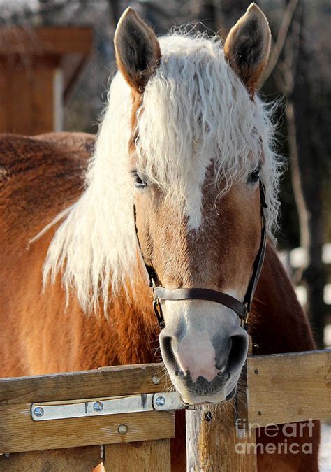 Bringing the right horse to the right place. Gorgeous Belgian Horse Photograph by Janice Byer