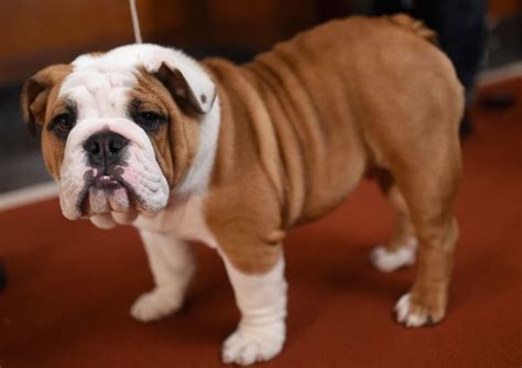 Spreading the amount of food over several meals helps to reduce the occurrence of flatulence and gastric torsion. English Bulldog | The Parody Wiki | FANDOM powered by Wikia