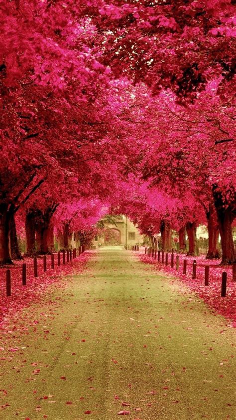 Download Pink Trees Walkway Wallpaper Iphone Wallpapers Nature Have A