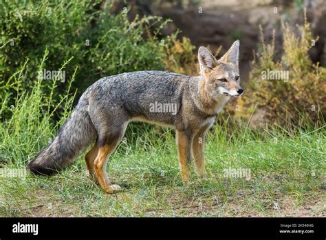 Pampas Grey fox, La Pampa, Patagonia, Argentina Stock Photo - Alamy