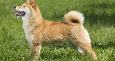 10 Japanese Dog Breeds That Will Melt Your Heart With Their Cuteness