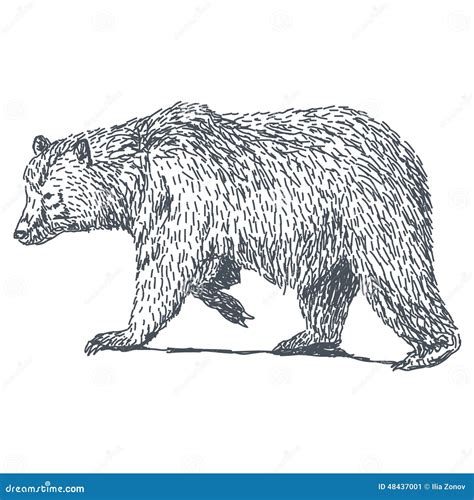 Bear Head Illustration Drawing Engraving Ink Line Art Vector Stock