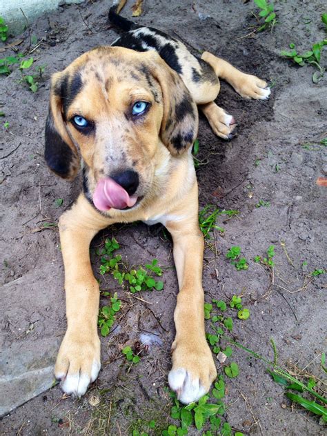 Catahoula Leopard Bloodhound Mix Puppy My Little Isla Catahoula