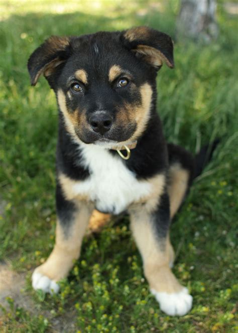 While we really recommend that you acquire all animals through a rescue, we understand that some people might go through a breeder to get their bernese mountain dog newfoundland mix puppy. Grizzly - Bernese Mountain Dog mix puppy