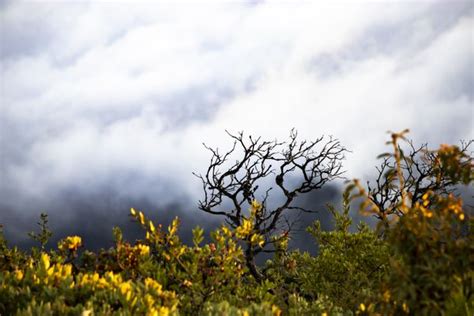 We did not find results for: MOUNT TAMALPAIS STATE PARK - 1249 Photos & 394 Reviews ...