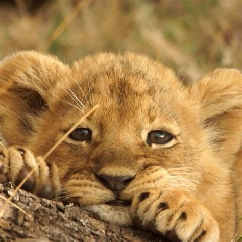 Little King Follow 👉 Lionsnevada Page Of Kings 👑🦁👑 👑 🦁 🐾 🐾 🐾 🐾