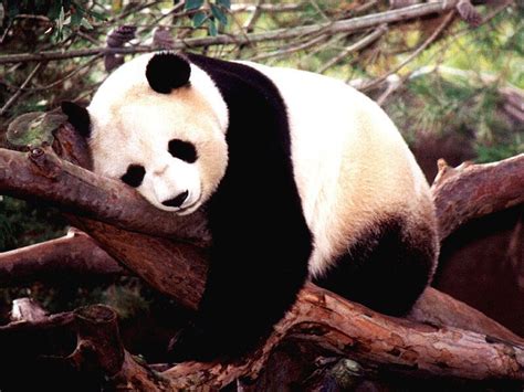 Panda Pandas Wallpaper 16285135 Fanpop