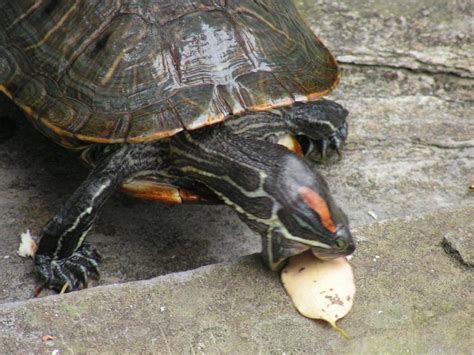 Painted turtles grow around 2 inches during their first years, as they reach adulthood they will only grow around 1 inch per year until they reach their full size. What Do Pet Turtles Eat? | PetHelpful