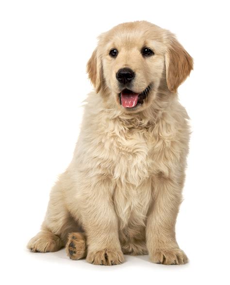 GOLDEN RETRIEVER STUDY SUGGESTS NEUTERING AFFECTS DOG HEALTH - Animal ...