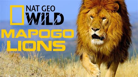 African big cats has distinguished itself from the crowd for its commitment to excellent service and innovative itineraries. National Geographic Documentary - Mapogo Lions: Africa's ...